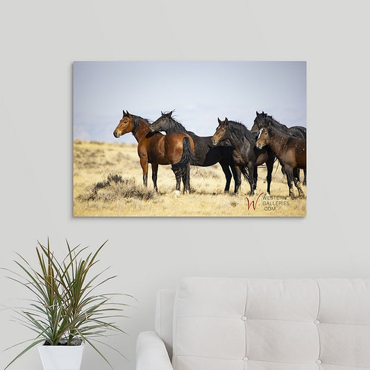 Wild Horses | McCullough Brown Family
