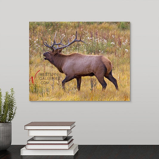 Bull Elk Bugling