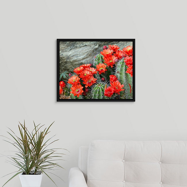 Red Cactus Blooms