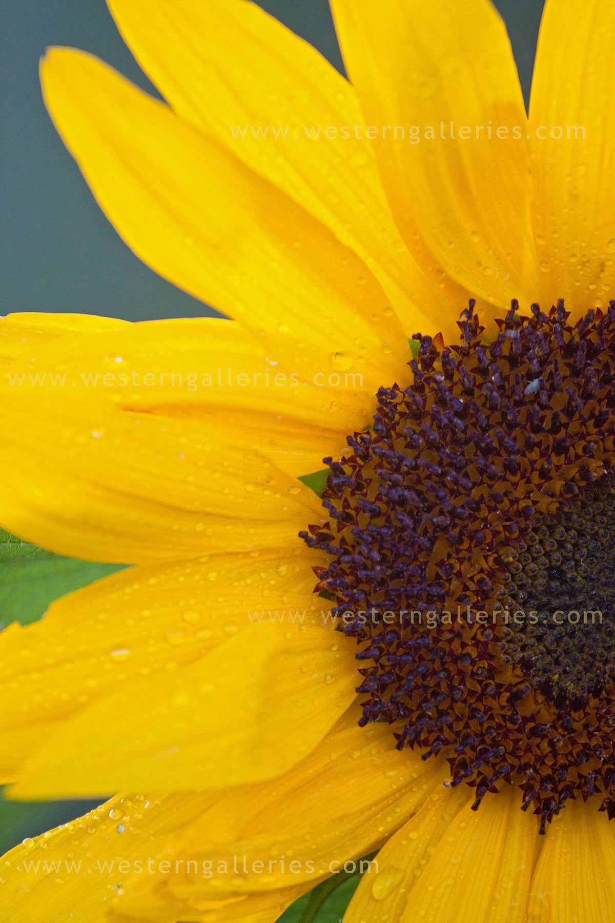 5x7 Cards - Sunflower Beauty