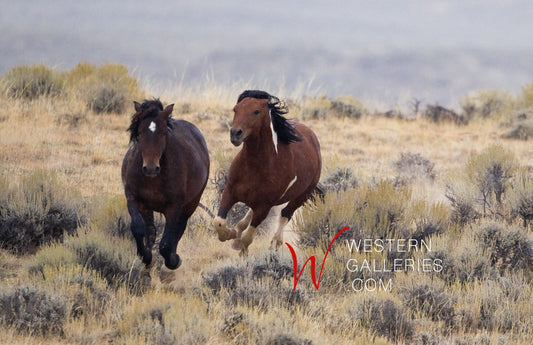 Wild Horses | The Chase