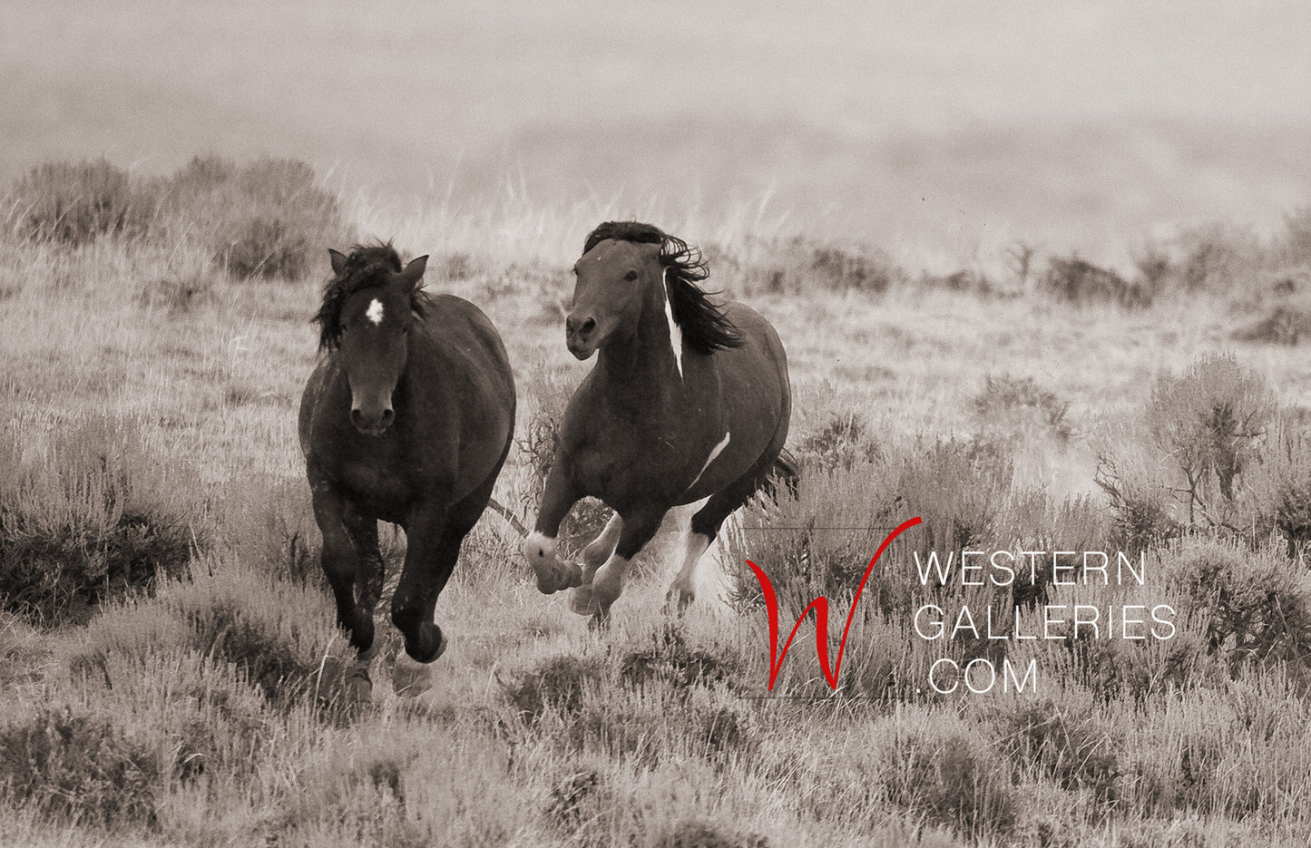 Wild Horses | The Chase