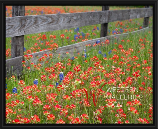 Red Fenceline