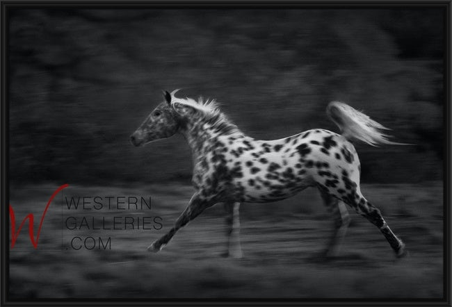 Freedom Pony