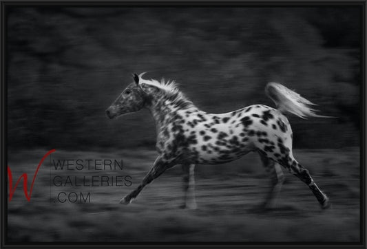 Freedom Pony