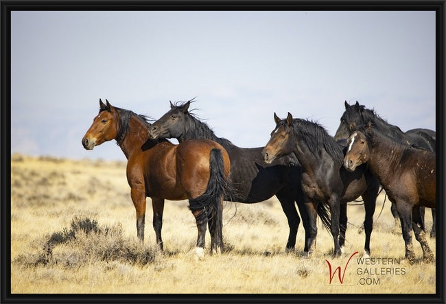 Wild Horses | McCullough Brown Family I