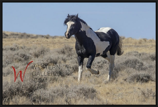 Wild Horses | Washakie #1 Black & White Paint Stallion Trotting By