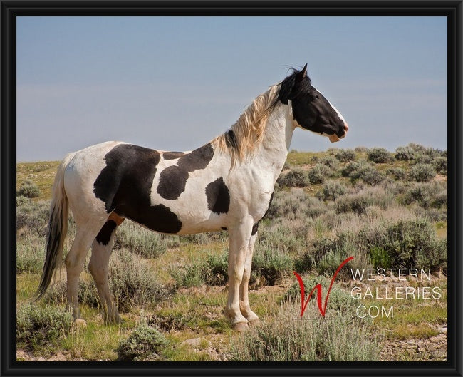 Wild Horses | Tecumseh Standing Proud