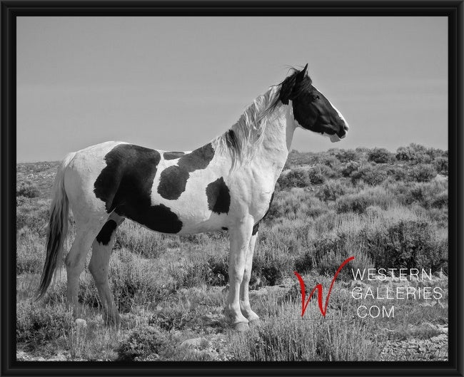 Wild Horses | Tecumseh Standing Proud