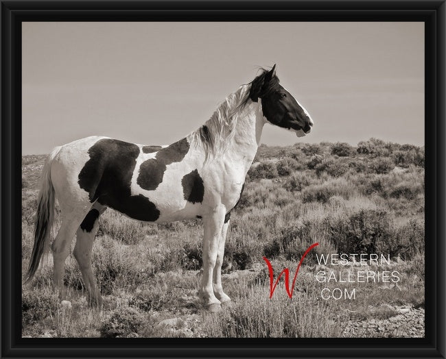 Wild Horses | Tecumseh Standing Proud