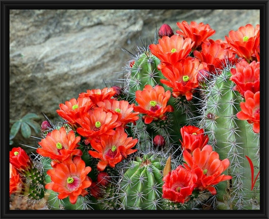 Red Cactus Blooms