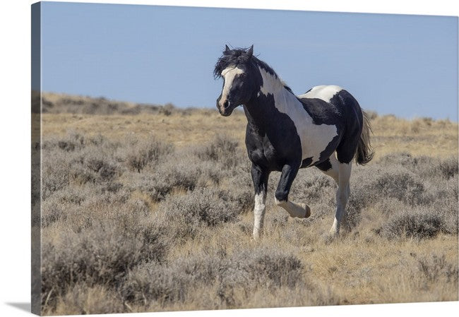 Wild Horses | Washakie Trotting By (Color, B&W Options)