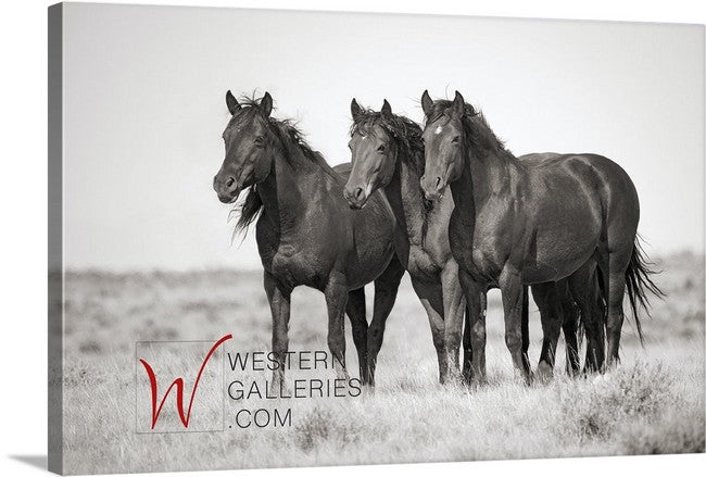Wild Horses | McCullough Trio