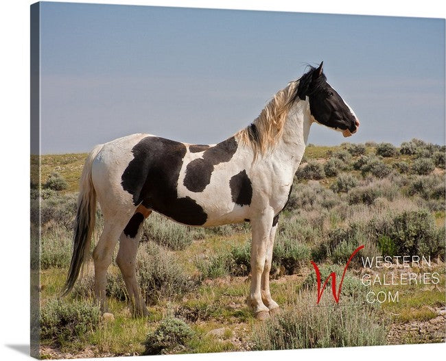 Wild Horses | Tecumseh Standing Proud