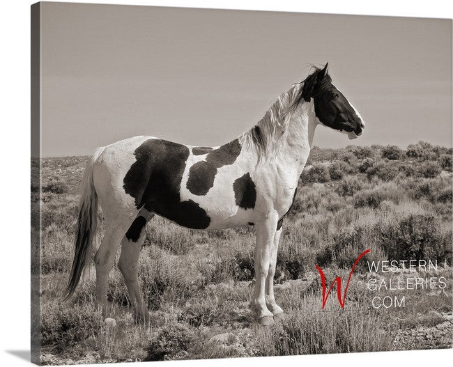 Wild Horses | Tecumseh Standing Proud