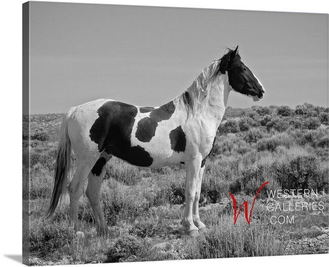 Wild Horses | Tecumseh Standing Proud