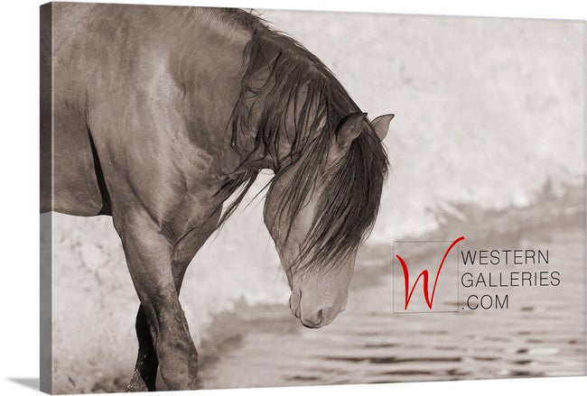 Wild Horses | McCullough Bay Stallion I