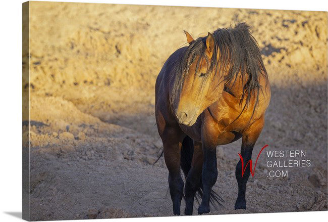 Wild Horses | Bay Stallion II