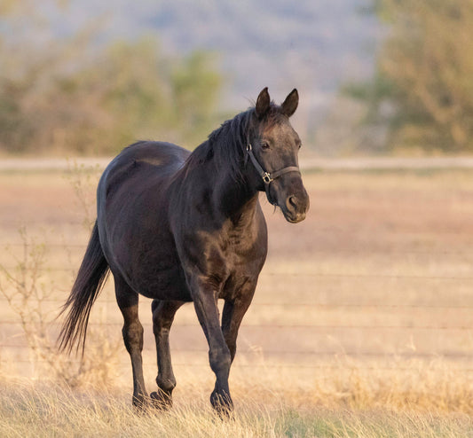 Meet Zora - A Horse Rescued From Slaughter