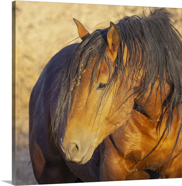 Wild Horses | McCullough Bay Stallion II
