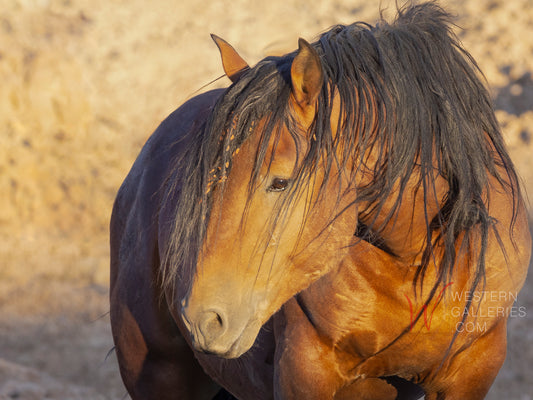 Wild Horses | McCullough Bay Stallion II