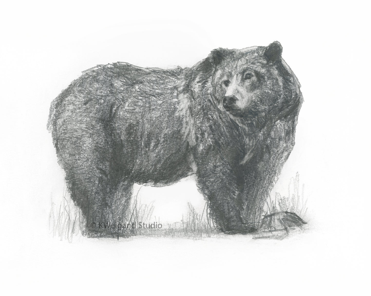 Grizzly Drawing
