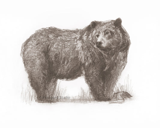 Grizzly Drawing