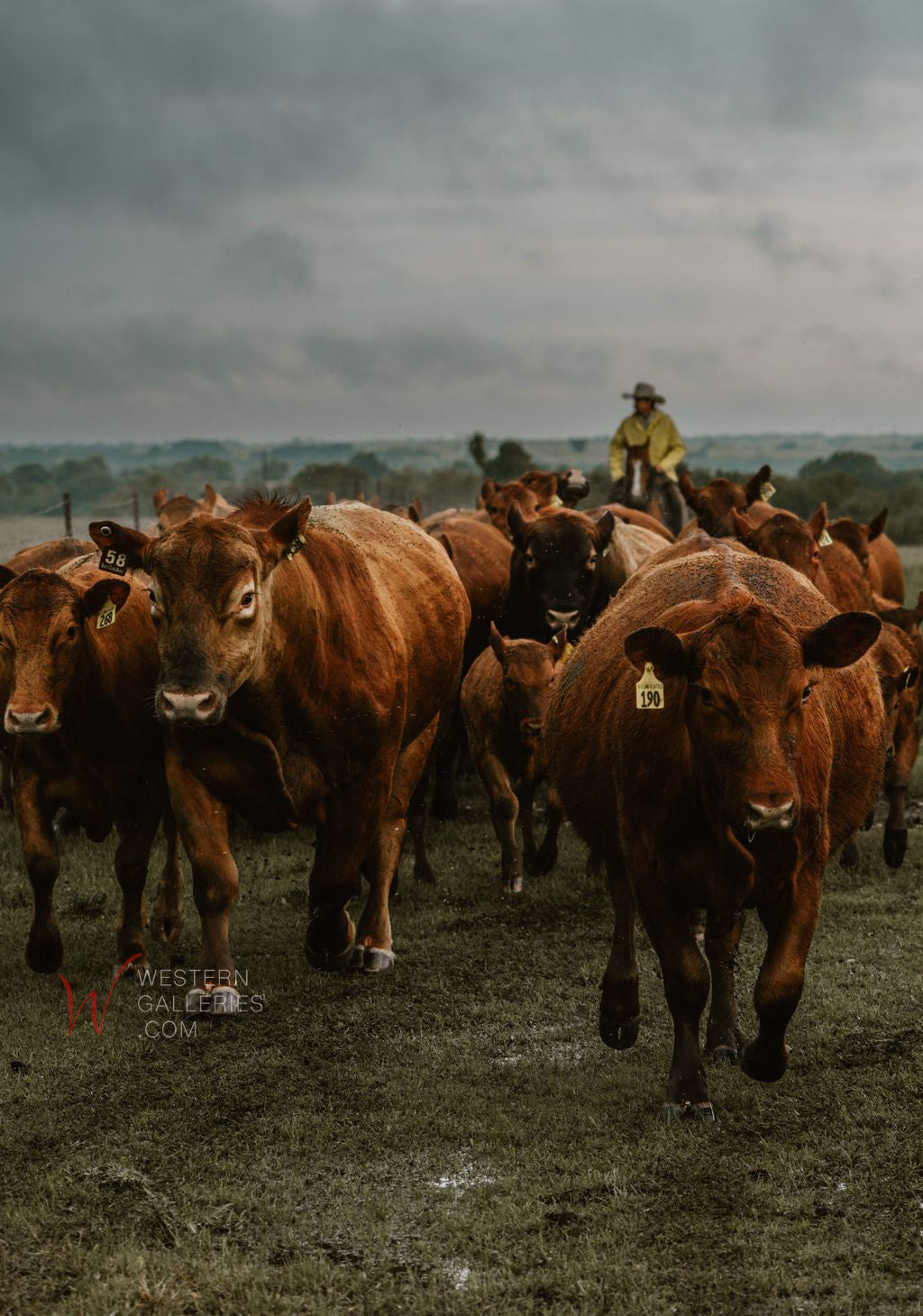 Behind The Herd