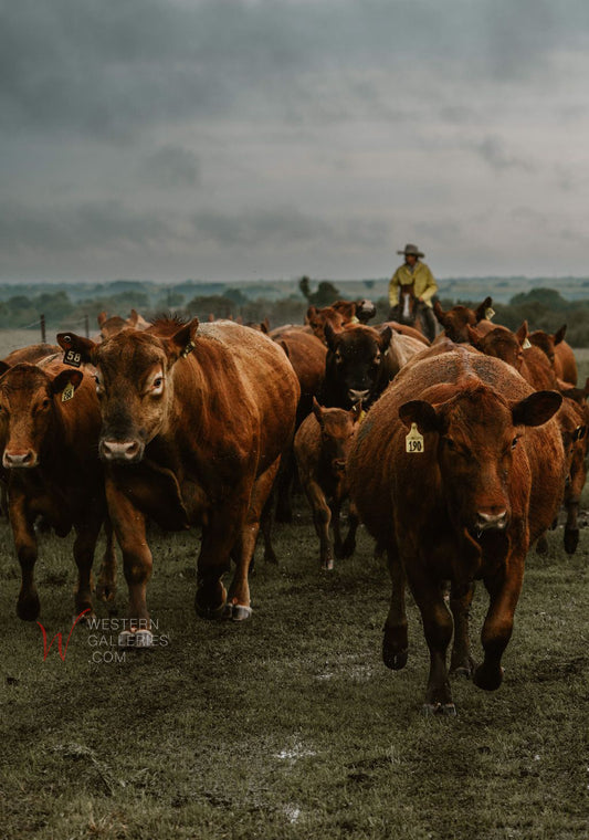 Behind The Herd