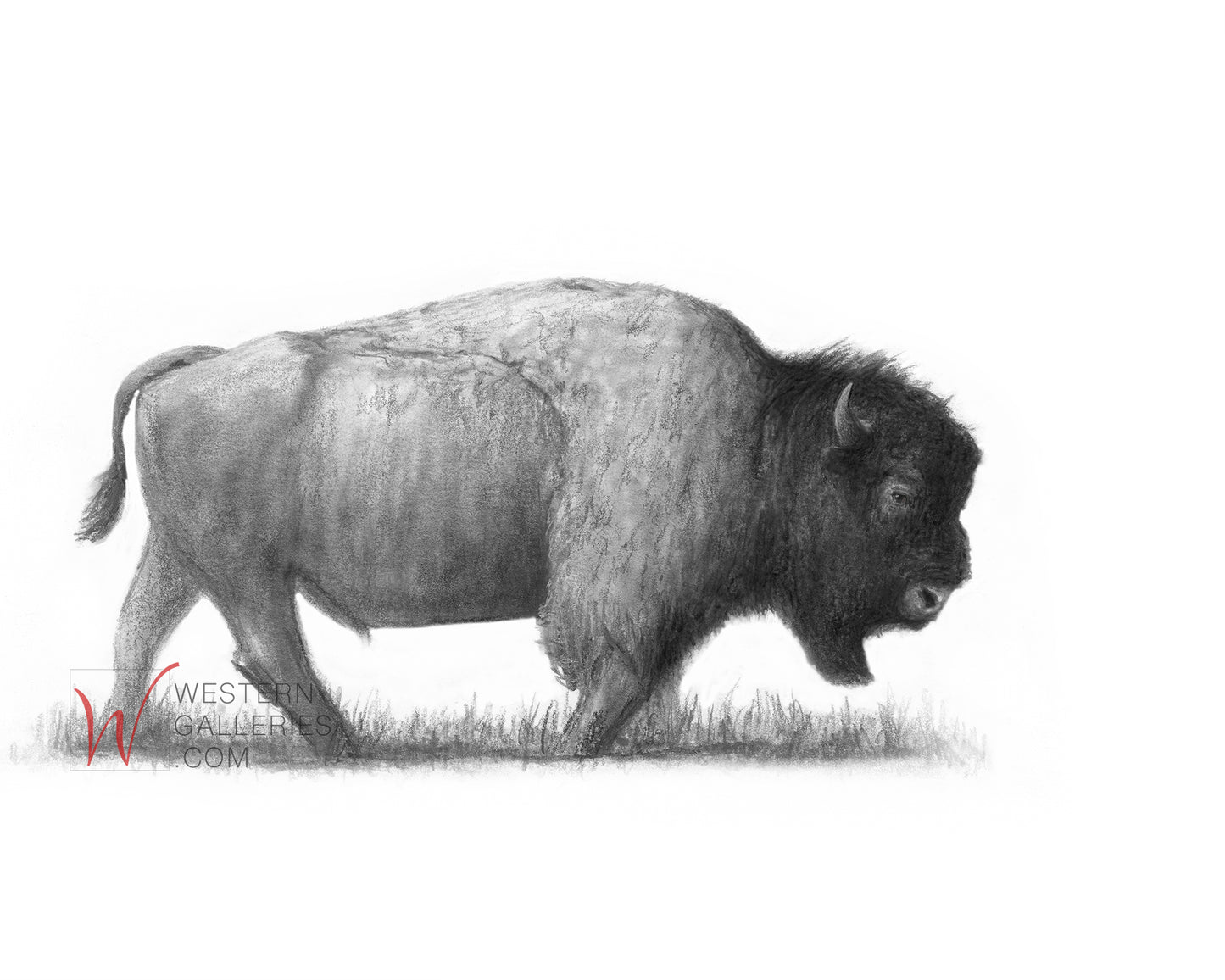 Bison Walking By