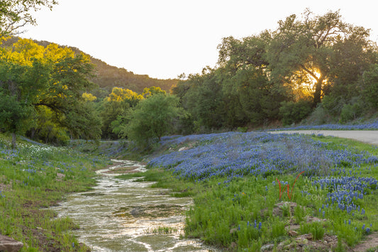 Bluebonnet Backroad NEW