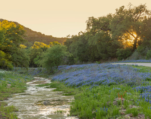 Bluebonnet Backroad NEW