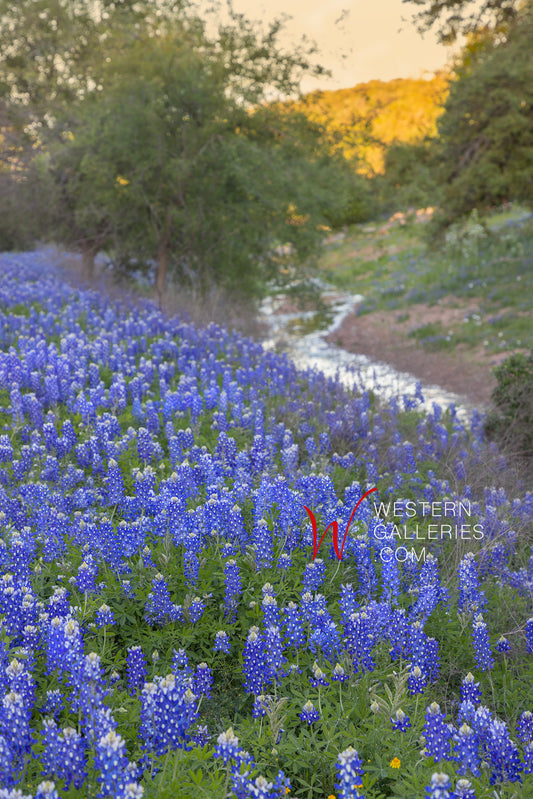 Texas Hill Country bluebonnets along a backroad signed prints by Hill Country Images. View online at WesternGalleries.com of Fredericksburg.