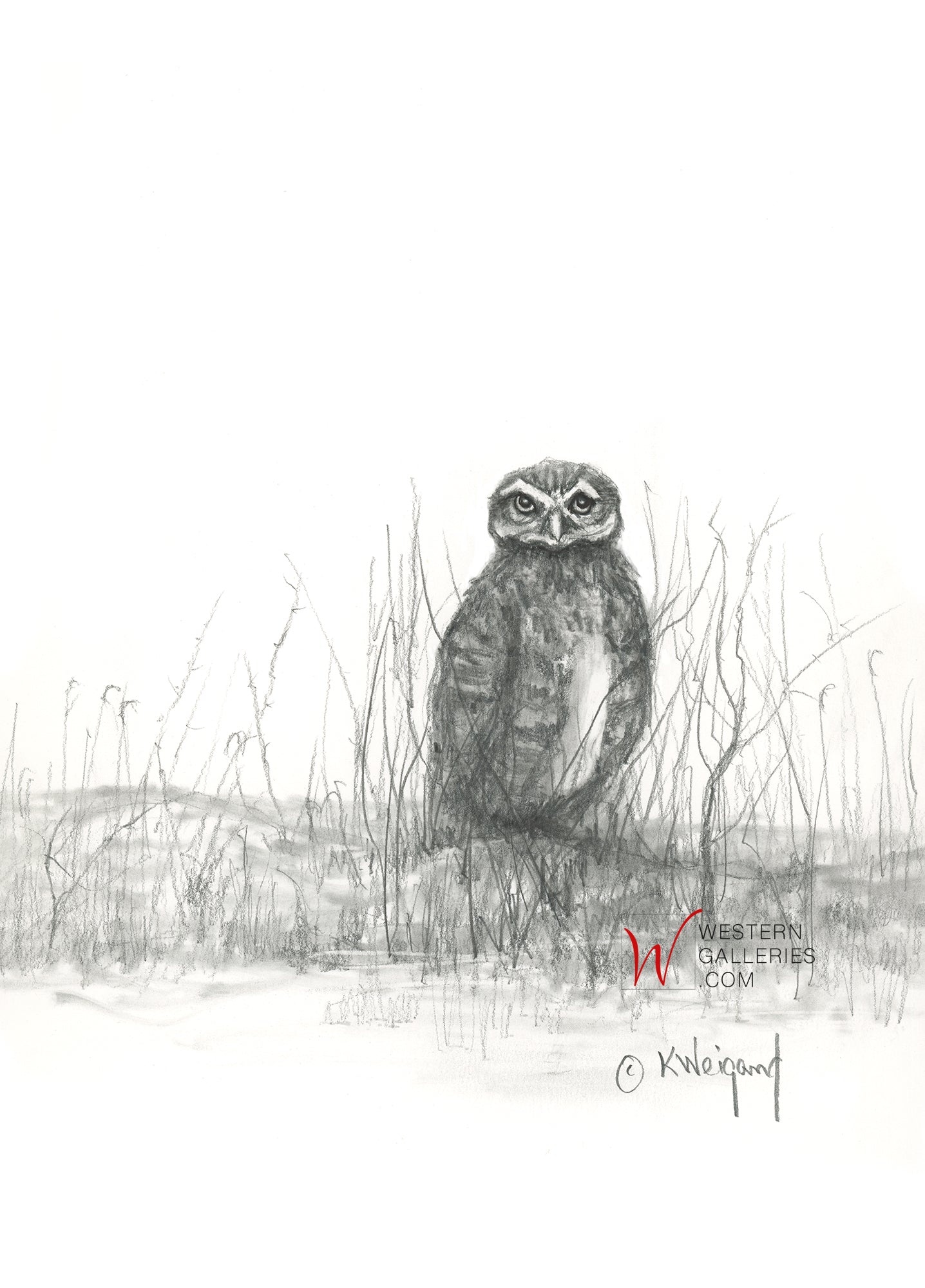 Burrowing Owl