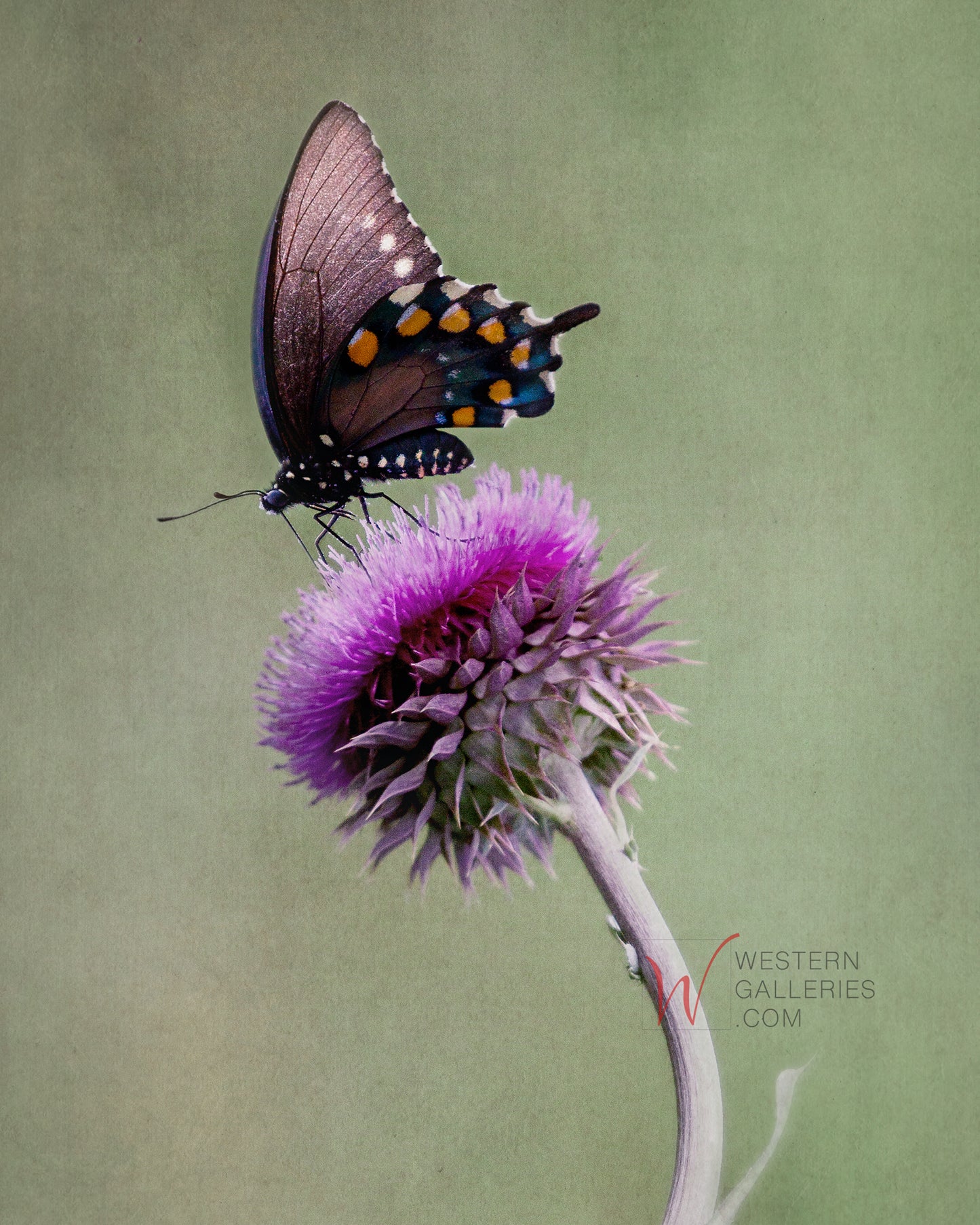 MINI - Butterfly & Thistle