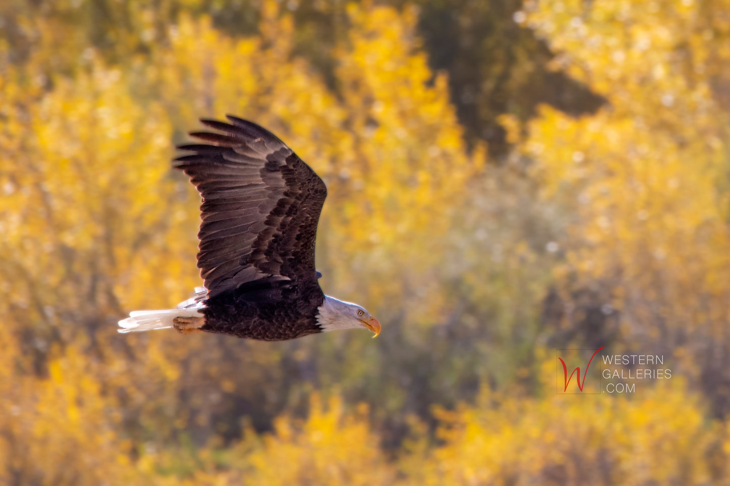 Eagle Flying