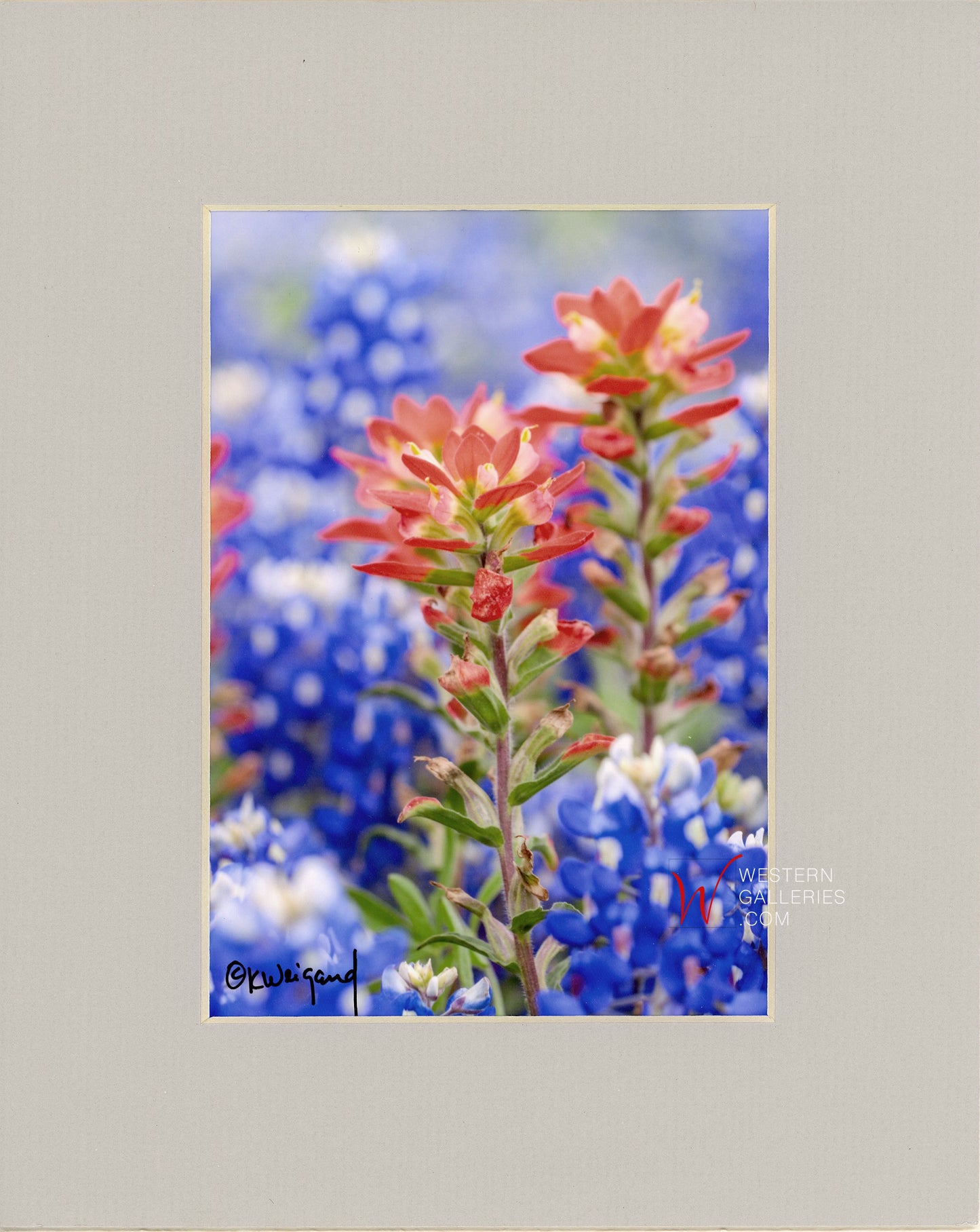 MINI - Ennis Tx Paintbrush & Bluebonnets