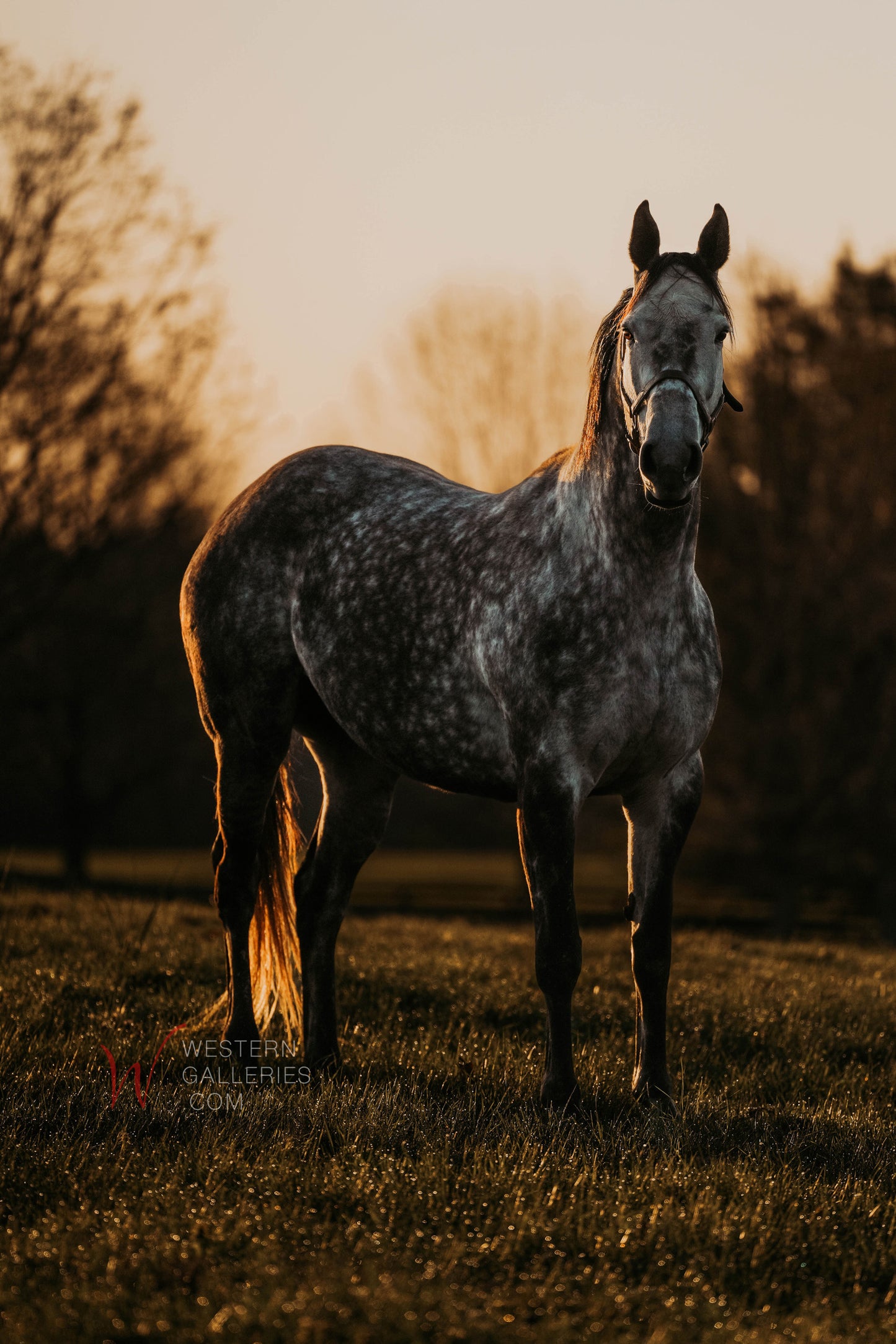 First Light