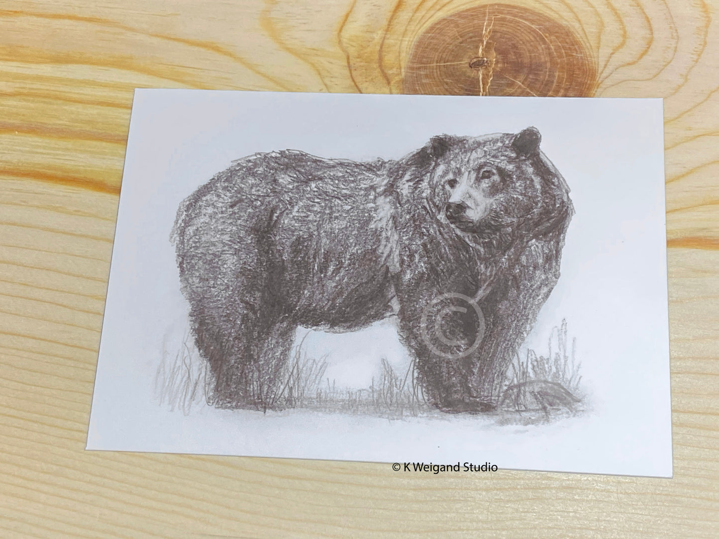 Grizzly Drawing