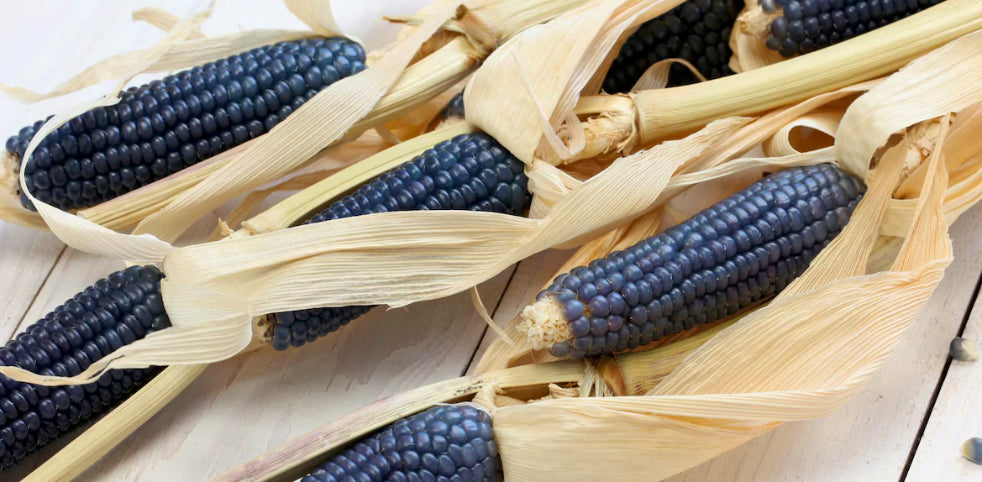 Seeds:  Hopi Blue Corn