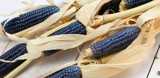 Seeds:  Hopi Blue Corn