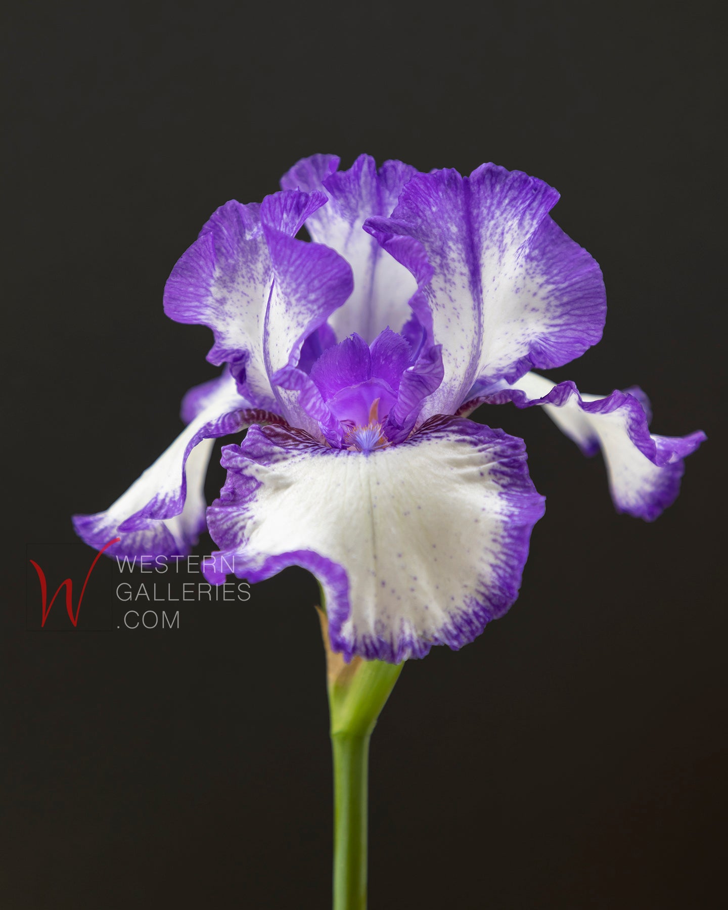 Iris Still Life (color)