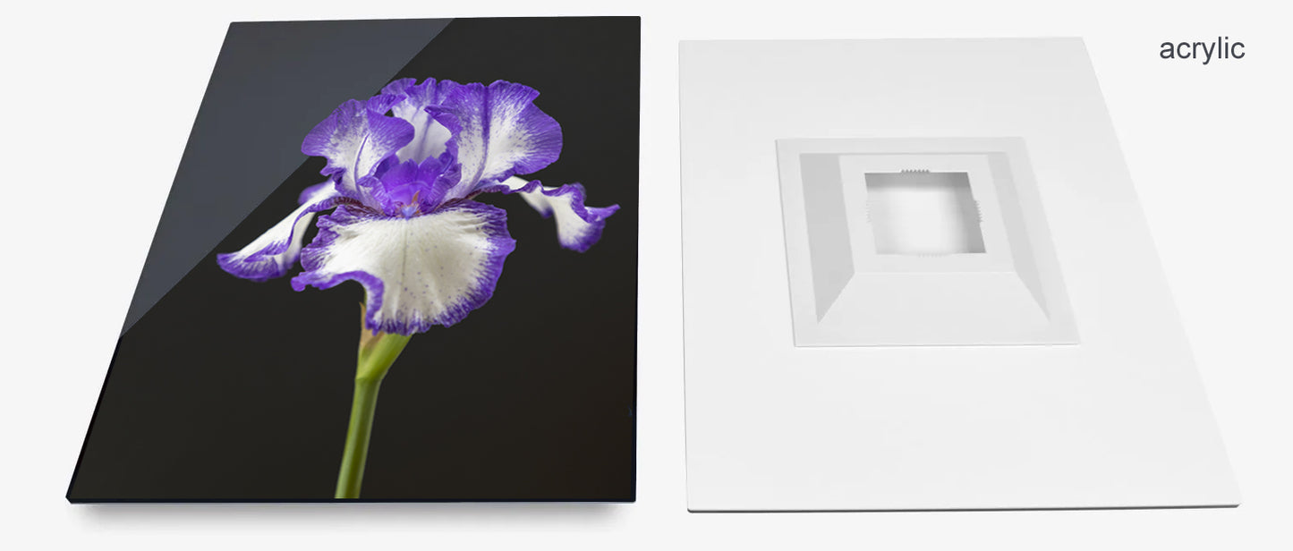 Iris Still Life (color)