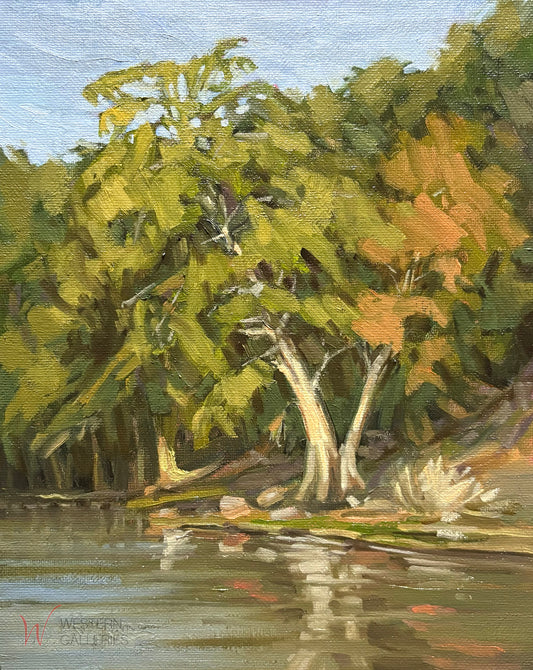 Morning Glow on Cypress