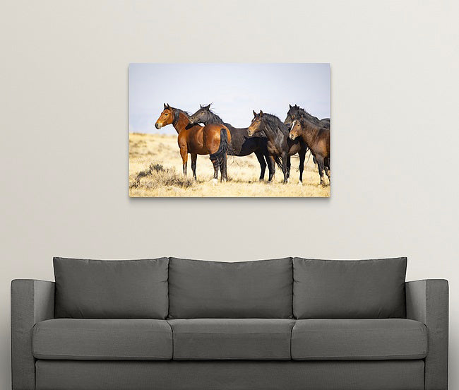 Wild Horses | McCullough Brown Family