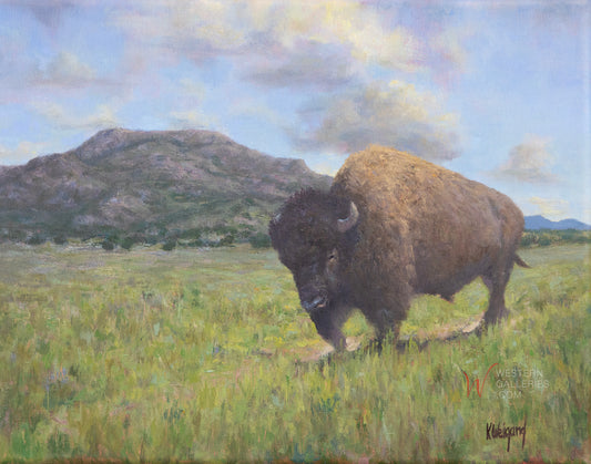 Mt Scott Bison