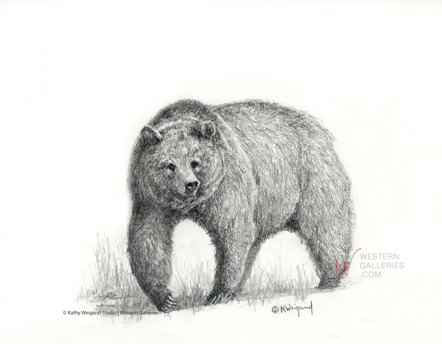 Sharp Claws Grizzly Original Drawing
