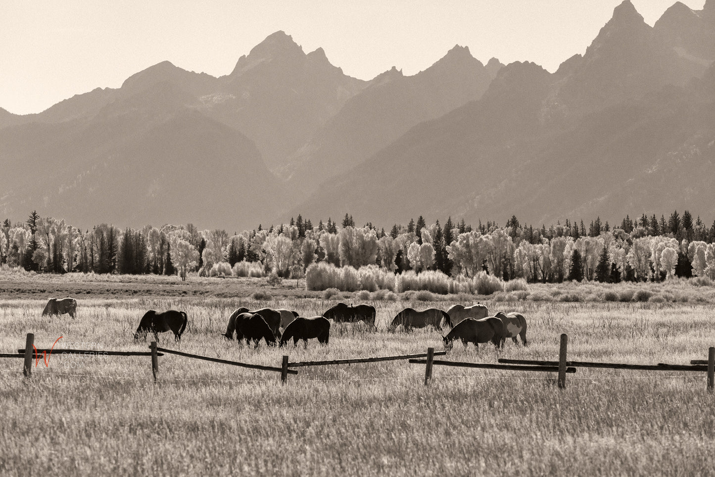 Teton Horses