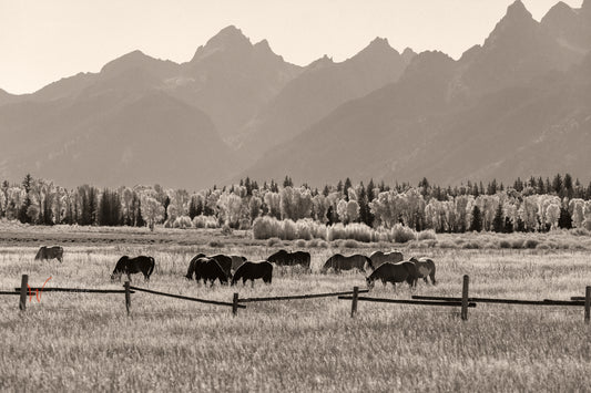 Teton Horses
