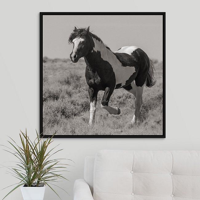 Wild Horses | Washakie  Black & White Paint Stallion Trotting By